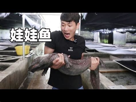 娃娃魚怎麼養|娃娃魚怎麼養？最正確的娃娃魚飼養方法